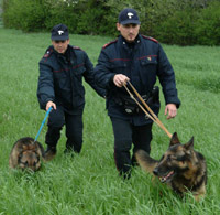 Cani dei Carabinieri in azione 